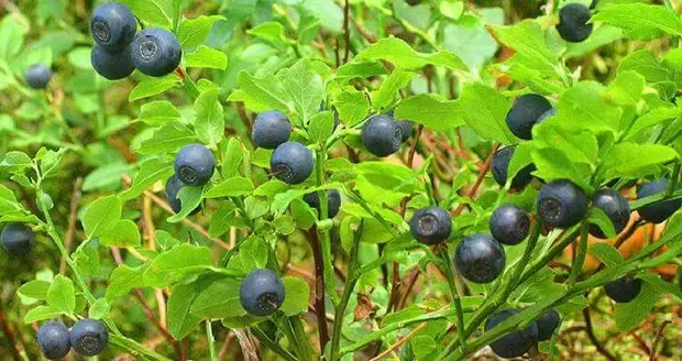 20 Суперпродуктов для тех, кому за 50