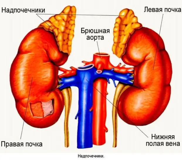 Что вы должны знать о своих почках