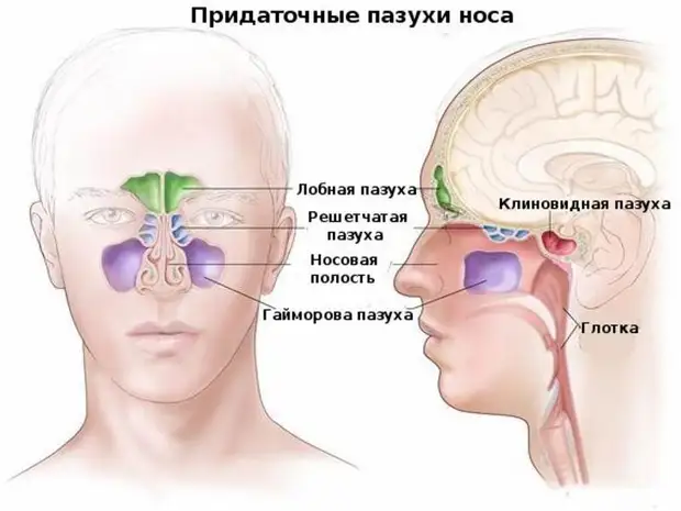 Как избавиться от заложенности носа без лекарств