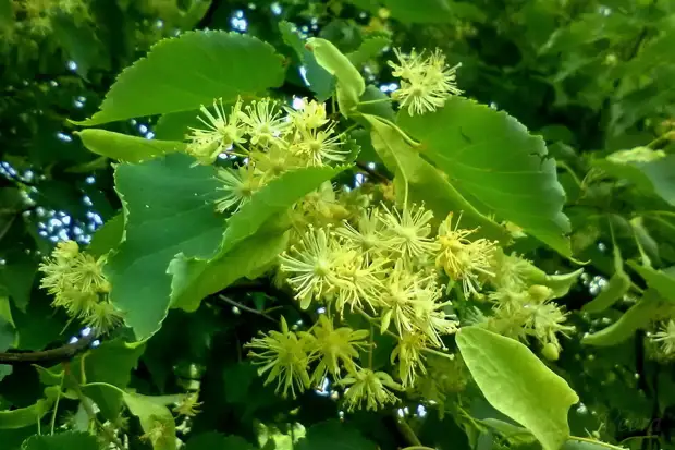 ЛИПА. ЛИПОВЫЙ ЦВЕТ