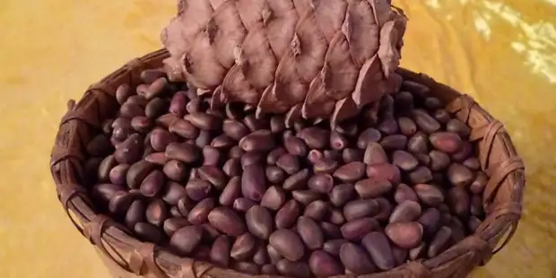 Лечение миомы кедровыми орехами
