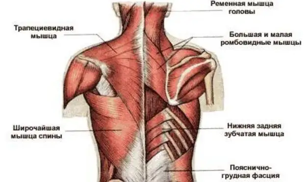 Почему возникает боль между лопаток