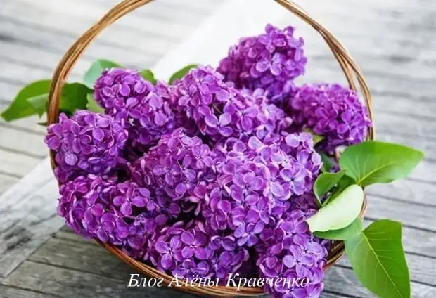 Настойка из цветов сирени на водке