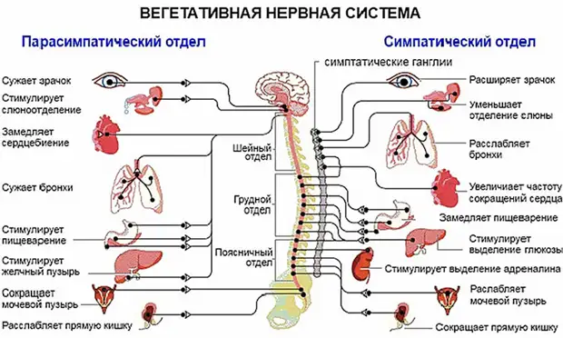 Связь между стрессом и ресурсами здоровья