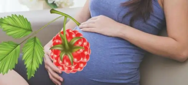 листья малины для беременных листья малины для беременных