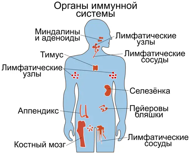 Фото из открытых источников "Яндекс картинки"