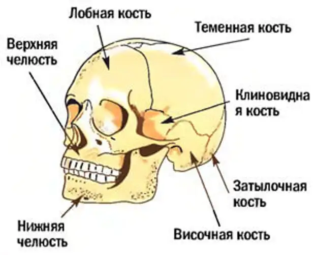 Важные функции грудной клетки