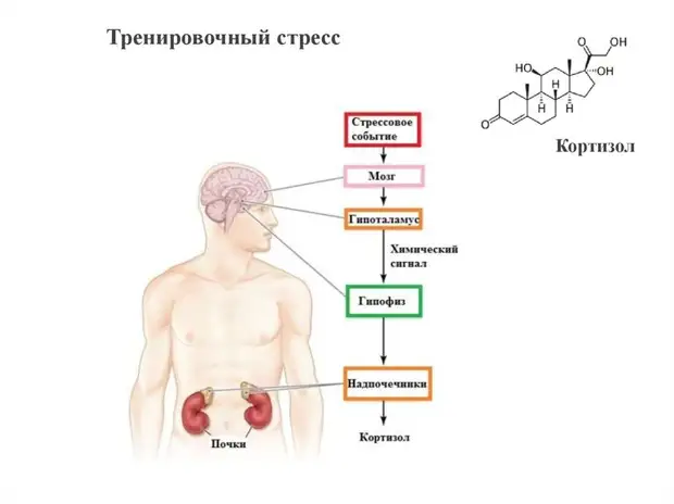 Признаки повышенного кортизола
