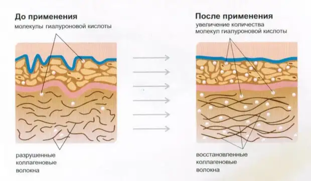 Важность коллагена для организма человека