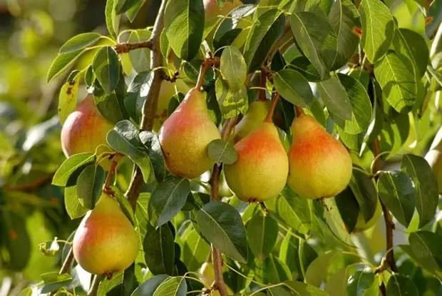 Груша для мужского организма