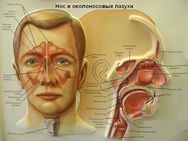 Процедура, которая защитит Вас от многих заболеваний