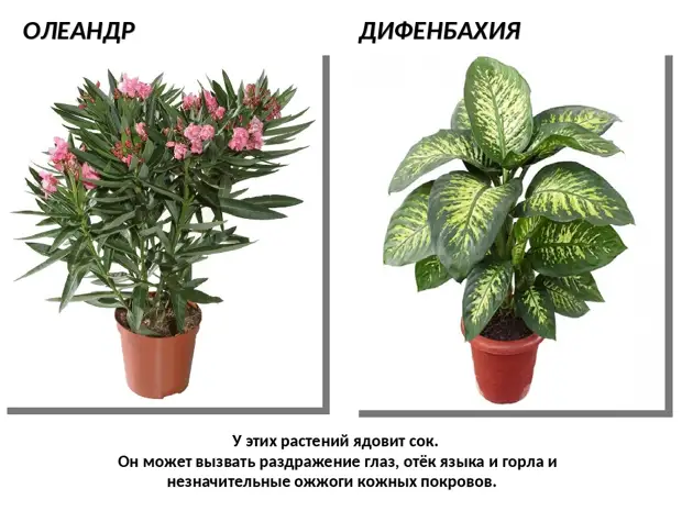 Домашние растения, причиняющие вред здоровью