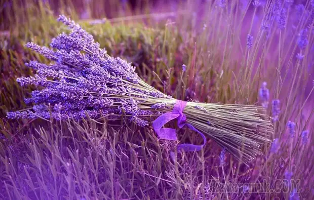 16 Натуральных успокоительных средств