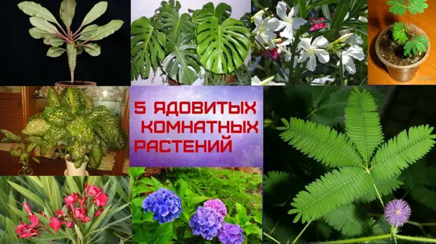 Домашние растения, причиняющие вред здоровью