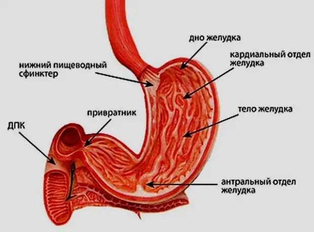 Как определить, есть ли у вас язва