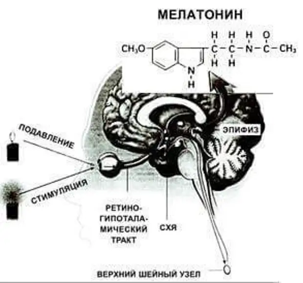 Суточные ритмы органов