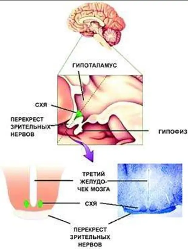Суточные ритмы органов