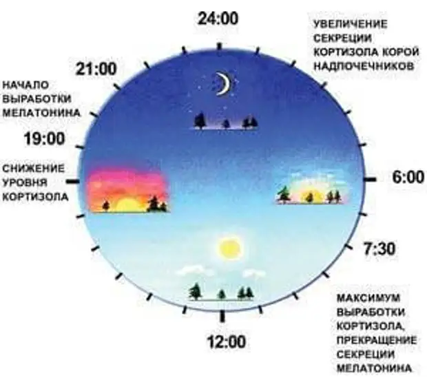 Суточные ритмы органов