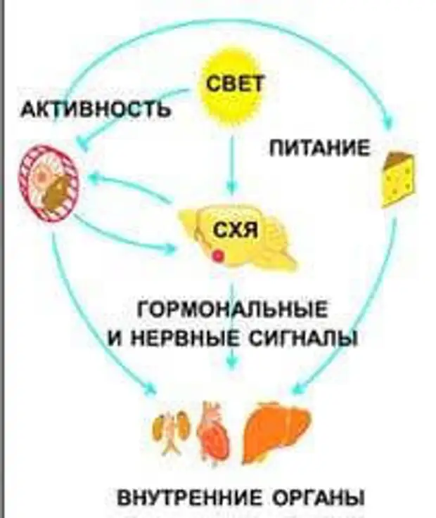 Суточные ритмы органов