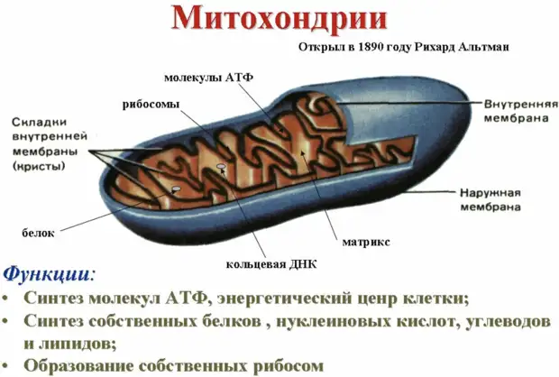 Как митохондрии влияют на здоровье
