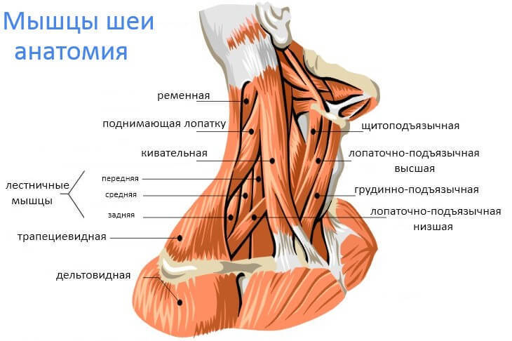 Упражнение «Зеркало»: быстрая и эффективная методика при болях в шее Упражнение «Зеркало»: быстрая и эффективная методика при болях в шее