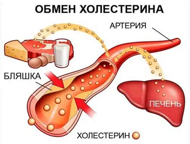 Факты о холестерине, о которых мало кто знает