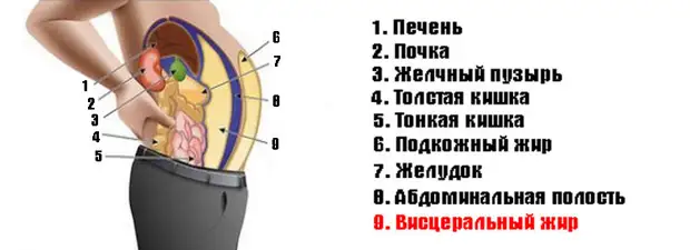 Чем опасен висцеральный жир
