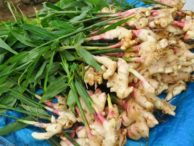 Супер продукты, убивающие рак