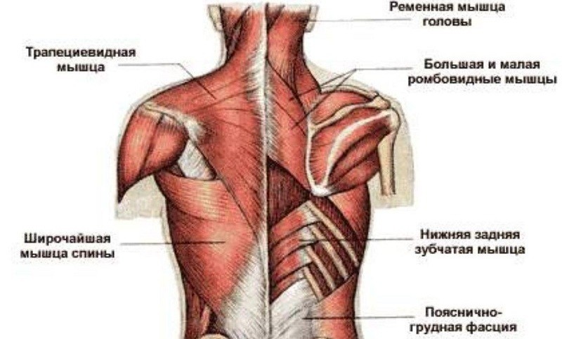 Боль между лопаток: почему возникает и как избавиться Боль между лопаток: почему возникает и как избавиться